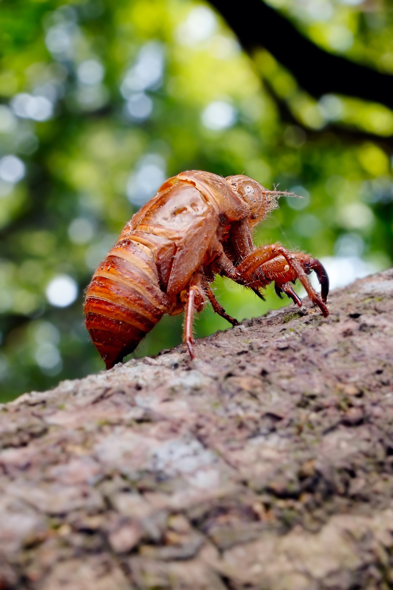 brown cicada